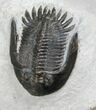 Awesome Triple Trilobite Plate - Mrakibina & Podoliproetus #4243-3